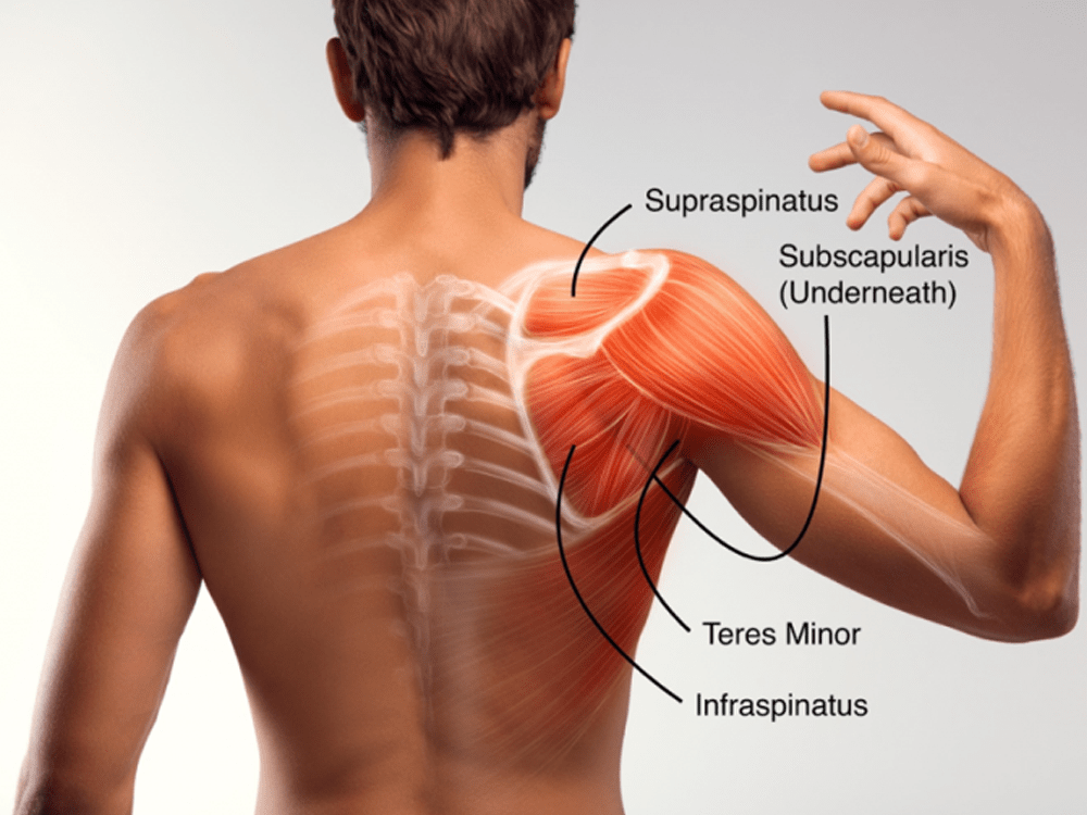 shoulder